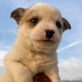 狗仔影视1头像