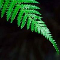 随风如影983头像