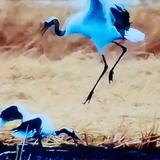 阿智头像