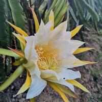 旭日东升81837713879头像