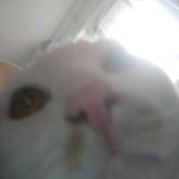 极客原野0c3头像