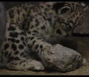 一枚有趣的桃的个人资料头像