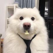 waylon233的个人资料头像