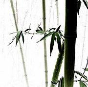 IAIAE的个人资料头像