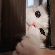 yohooo的个人资料头像