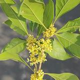 开花结果vh头像