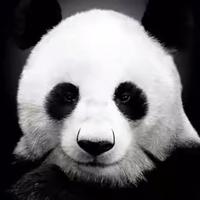 北极熊猫人头像