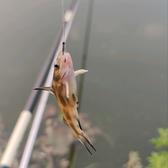魚乐圈子头像