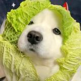 柚呦呦呦头像