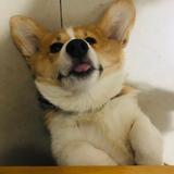 大耳牛头像