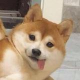 盛夏头像