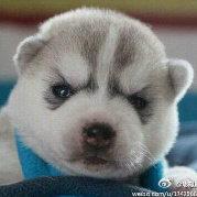 真情泥土的个人资料头像