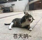 jiafeicat的个人资料头像
