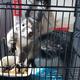 麻辣猪蹄儿 · 奥迪A6L车主·车龄5年头像
