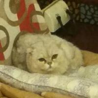 懒羊羊苗苗头像