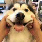 悠闲风声JMG头像