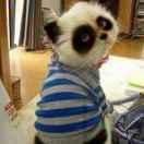 哈儿的移动城堡的个人资料头像