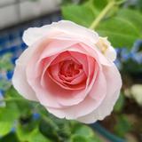 尤飒珂头像