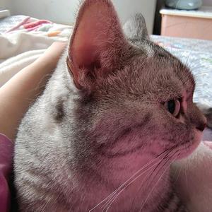 仙女味的喵头像