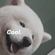 中级Bug工程师的个人资料头像