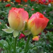 携手47的个人资料头像