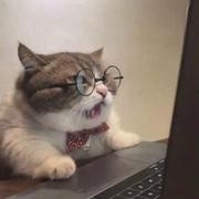 猫宁532的个人资料头像