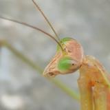 可靠安静头像