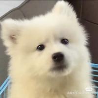谢碧姑娘不嫁之恩头像