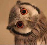 豆芽165的个人资料头像