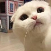 秋叶夜的个人资料头像