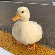 头疼鸭子的个人资料头像