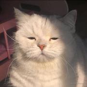 懵逼睡睡猫的个人资料头像