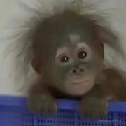 Donkey的个人资料头像
