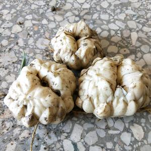 农民哥H头像