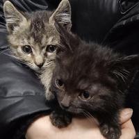 砸瓦鲁小多头像