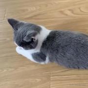 我比尤雨溪更懂VUE的个人资料头像