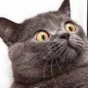 Arjing的个人资料头像