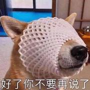 猪皮猪皮的个人资料头像