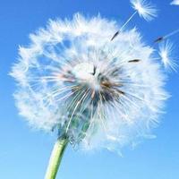 睿智蓝天3H6头像