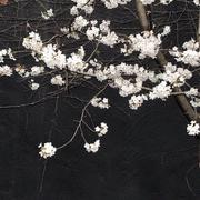 清叶的个人资料头像