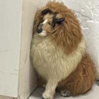 哒哈呵huang头像