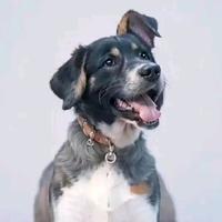 风姿卓越青山4wd头像