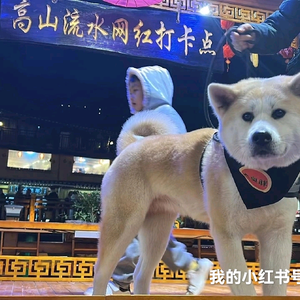 王老头狗狗零食店头像