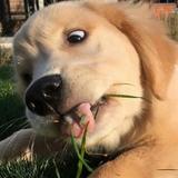 llll蓝桉头像