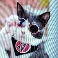 大猫有大脸头像