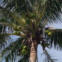 神秘苹果YP头像