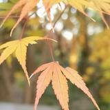 阿强32567头像