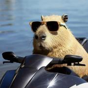 Capybara_Yang的个人资料头像