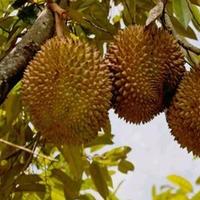 🌈🌈🌈榴莲哥头像