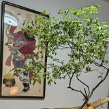 天津金海晟金属制品头像